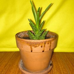 Succulent $5