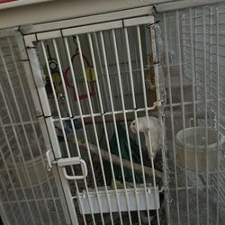 Bird Cage