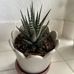 Zebra Haworthia