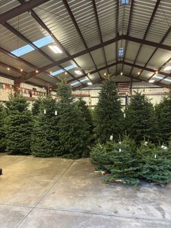 Premium Christmas Tree Delivery & Setup 🎄(Read Description)