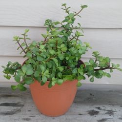 Elephant Bush Succulent Plant 🪴 