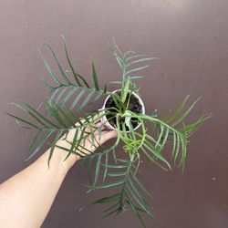 4” Philodendron Tortum W/2 Plants 