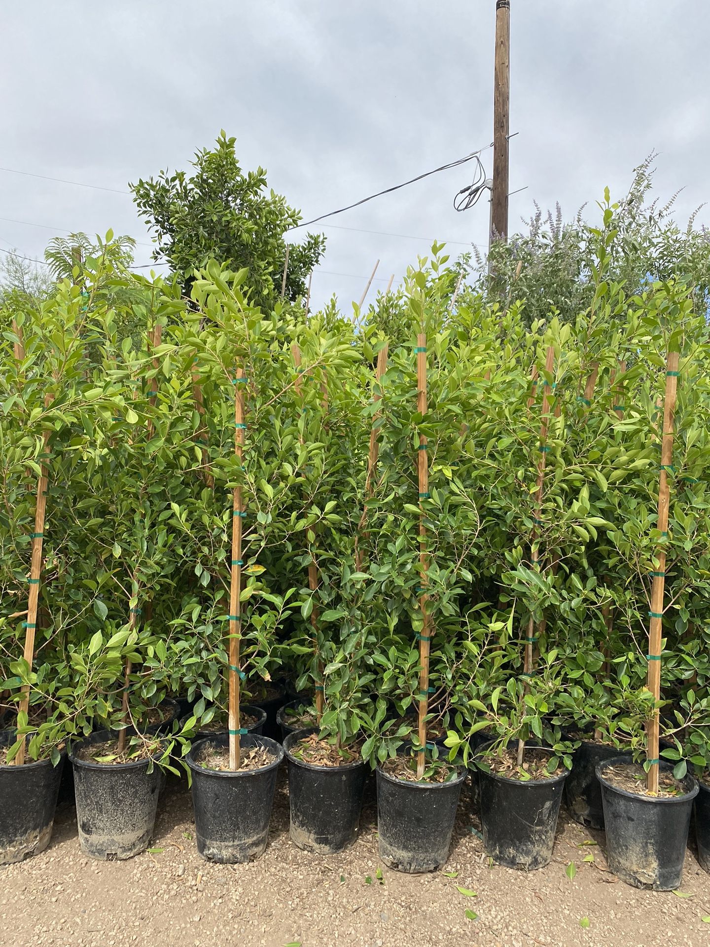 Ficus Nitida