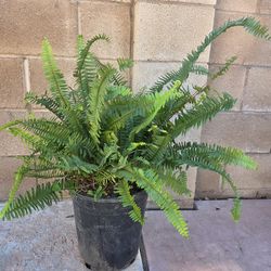 Fern Plant