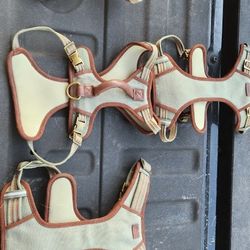 Reddy Dog Harnesses 