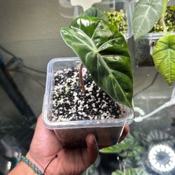 Pink Dragon Alocasia