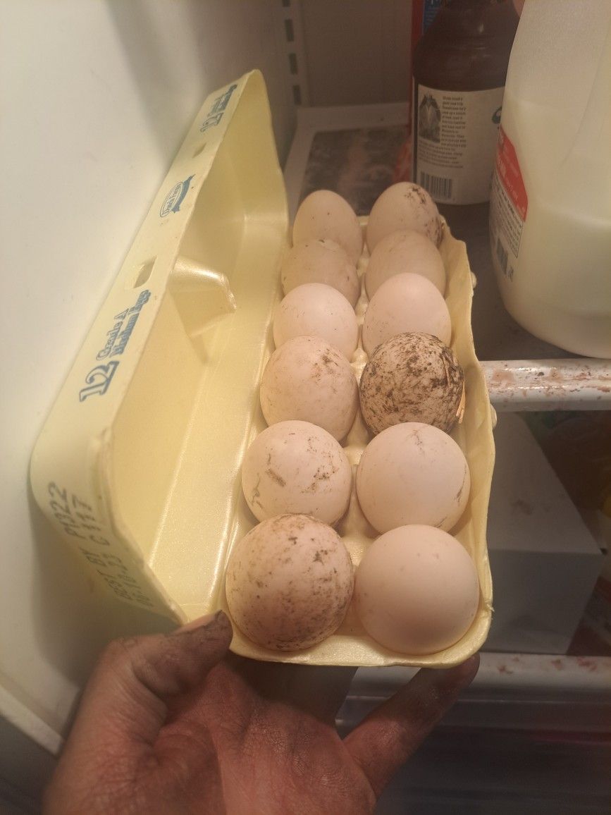 Chicken/duck
