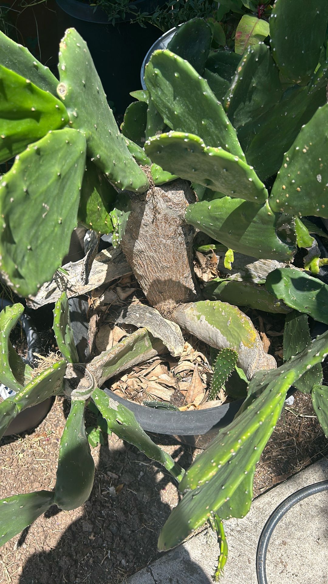 Cactus $20