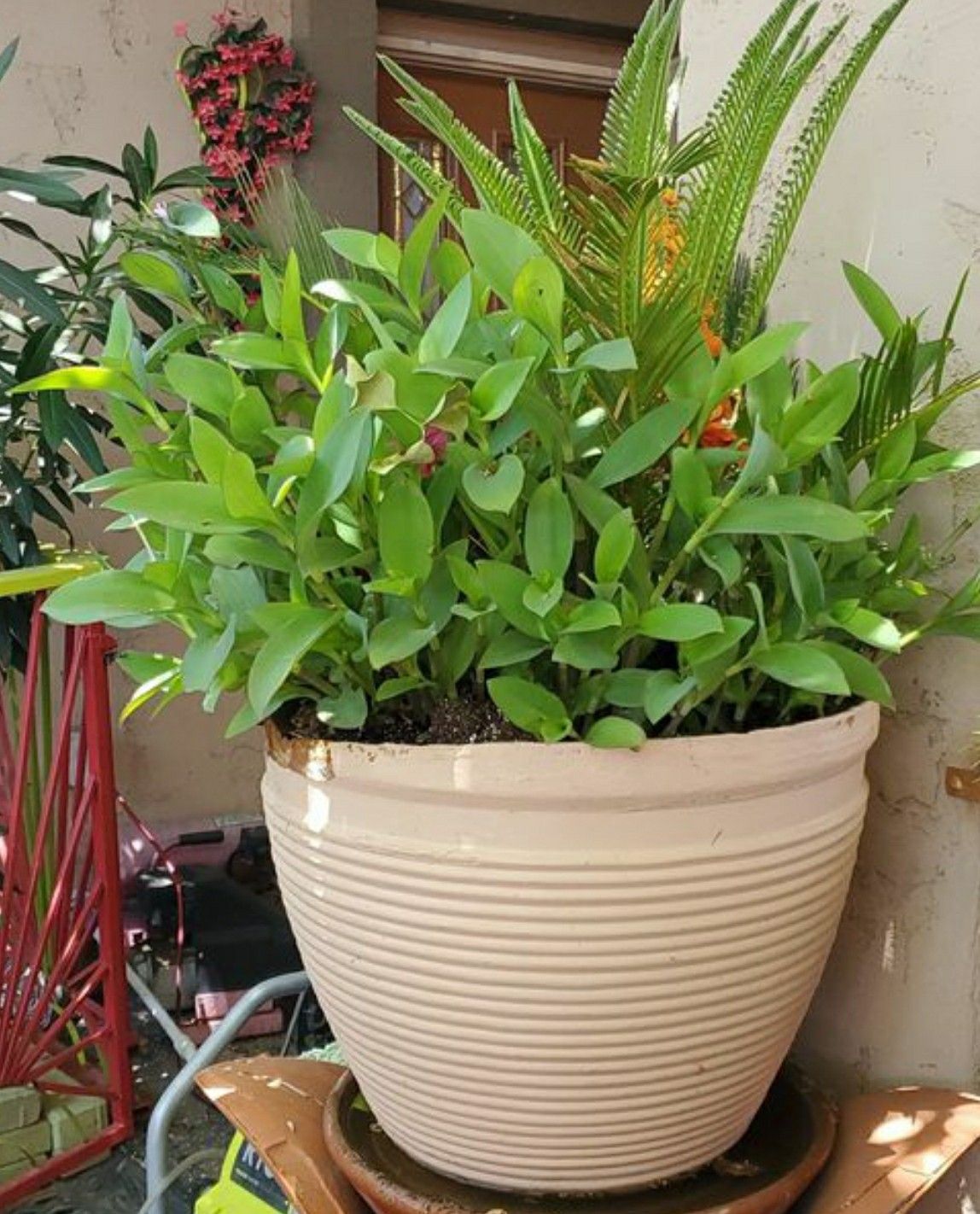 plant sago