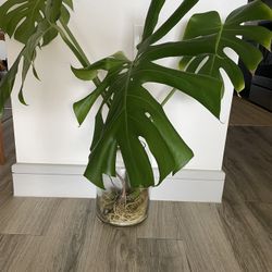 Real Monstera Plant for Sale in Houston, TX - OfferUp