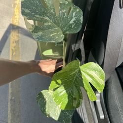 Thai monstera constellation
