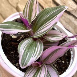 Tradescantia 'Nanouk',  Pink Wandering Dude House Plant In Cute Pink Ceramic Pot 5.5"H. 
