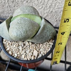 Pleiospilos Nelii