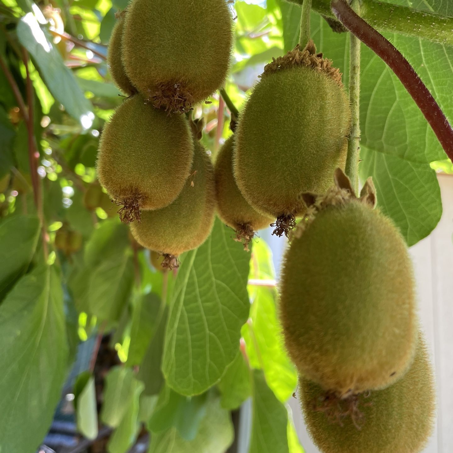 Fuzzy Kiwi Plants for Sale