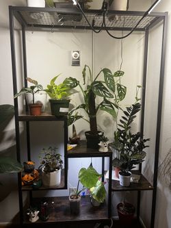 Indoor Plant Stand