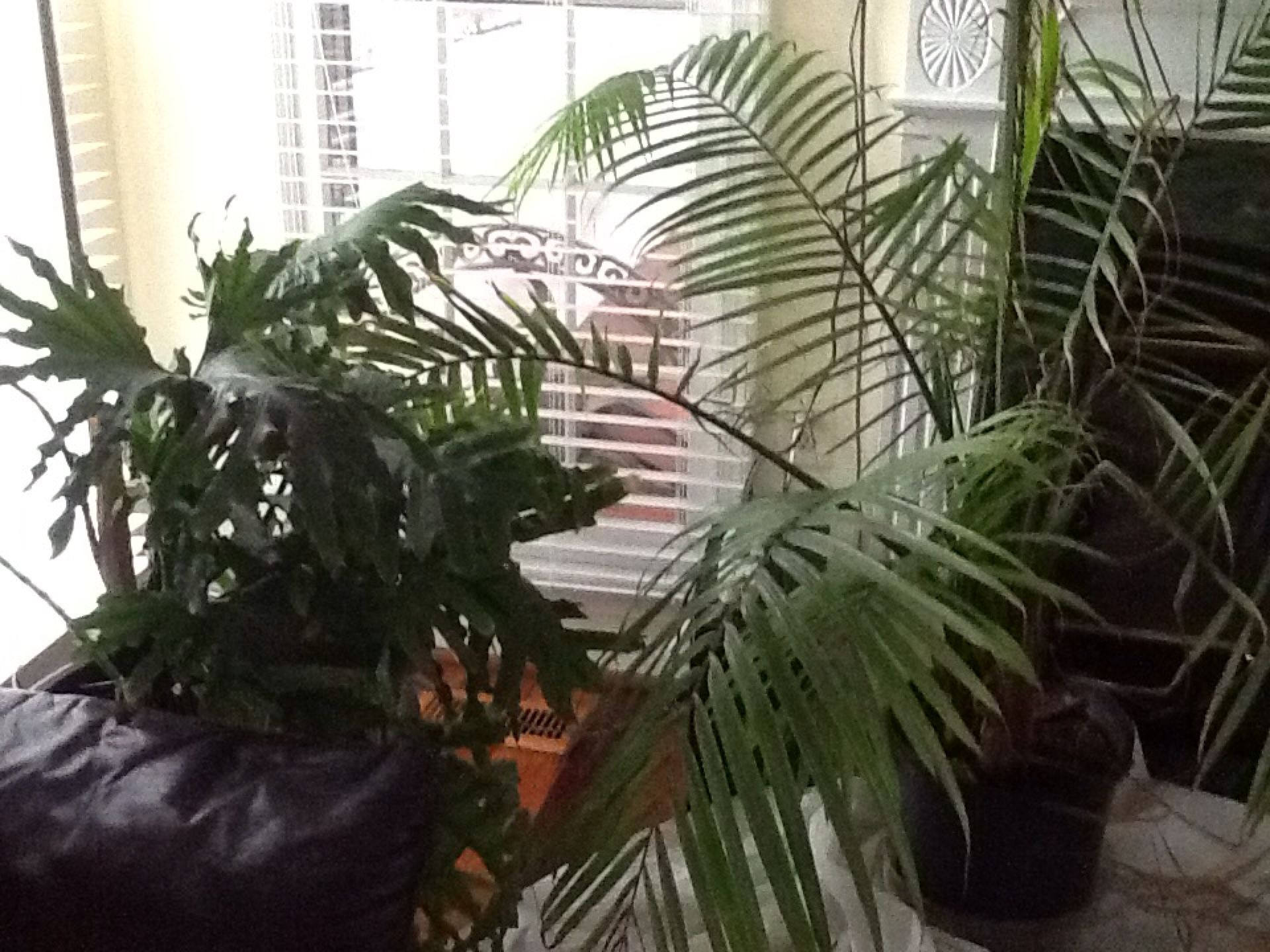 Indoor and outdoor plants