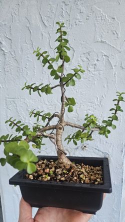 Bonsai SALE