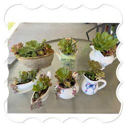 Cute Succulent Arrangements 