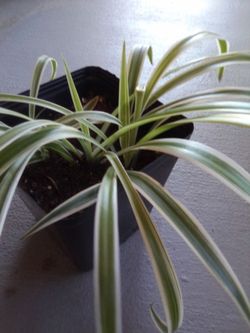 Planta de araña