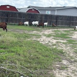 Se Venden Chivas Y Chivos Por Todos Los Chivos