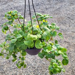 Creeping Charlie Plant 6" Pot
