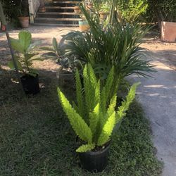 Plants for Sale 