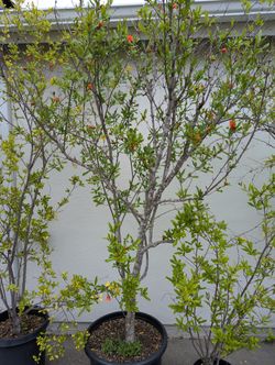 White Pomegranate Tree