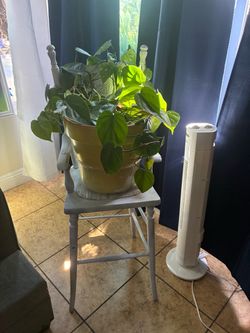 BEAUTIFUL PLANT AND CHAIR