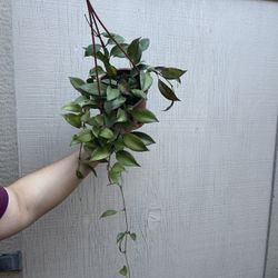 6” hoya sunrise
