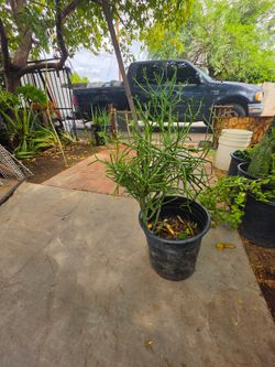 Pencil firestick cactus