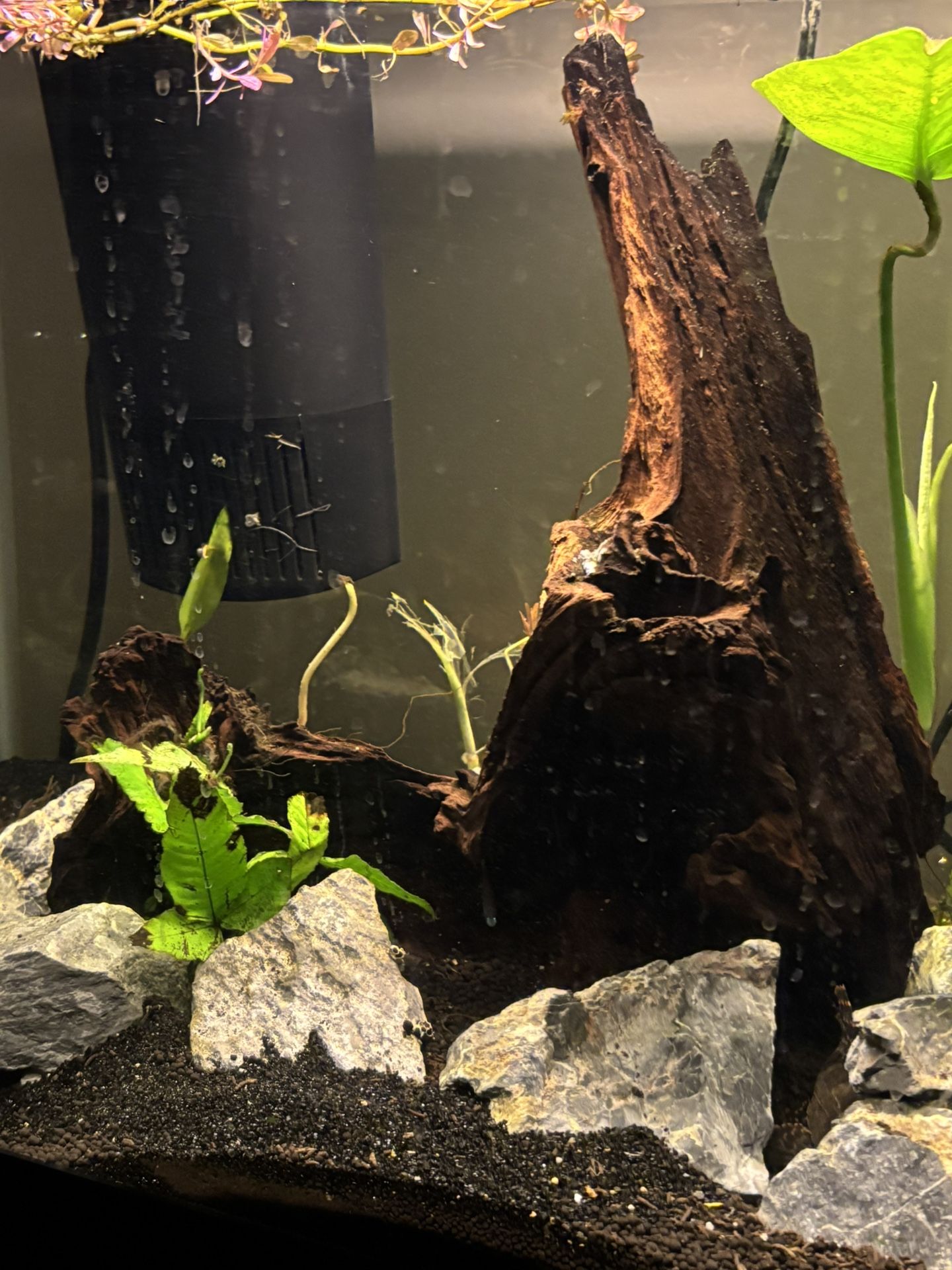 Planted 30 Gallon Fish Tank With Fish And Accessories