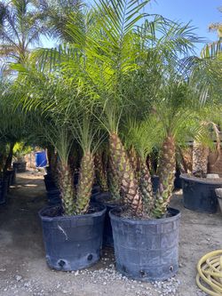 Pygmy Palms