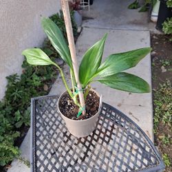 Epipremnum Amplissimum Plant $25