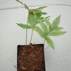 3 Bear Paw Fern Leaves $12 -Ship $3.50 -Deltona Florida Pickup Or Ship 