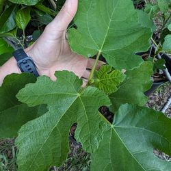 $10 Brown Turkey Fig Tree 1 Foot Tall , Well Rooted 