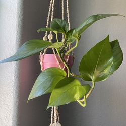 Pothos Plant