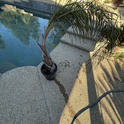 Queen Palm – Discount Price 🌴 $15