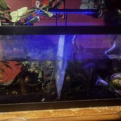 20 Gal Long Divided Tank 