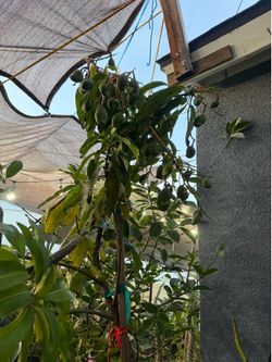 Mango corriente tree