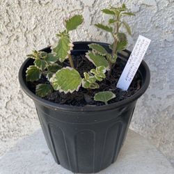 1 Gallon Pot Succulent Plant - Swedish Ivy - Plectranthus Forsteri Marginatus Variegated - Established Plant - Drought Resistant -🪴