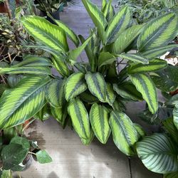 8” Big Calathea Beauty Star