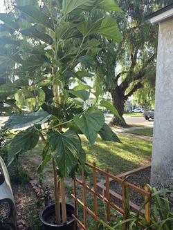 Mulberry Tree , 15 Gallon Pot, Starting Fruits