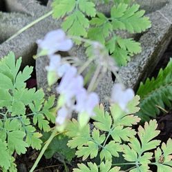 Free Native Bleeding Hearts