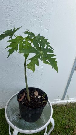 Healthy Papaya Tree – 31.5” Tall – $15