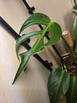 Monstera burle marx flame