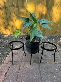 Plant stand