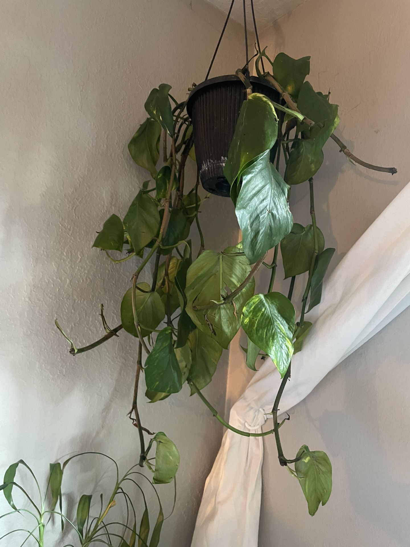 Hanging Pathos 2.5’ft Long