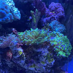 Coral Decor Large And Small Colonies 