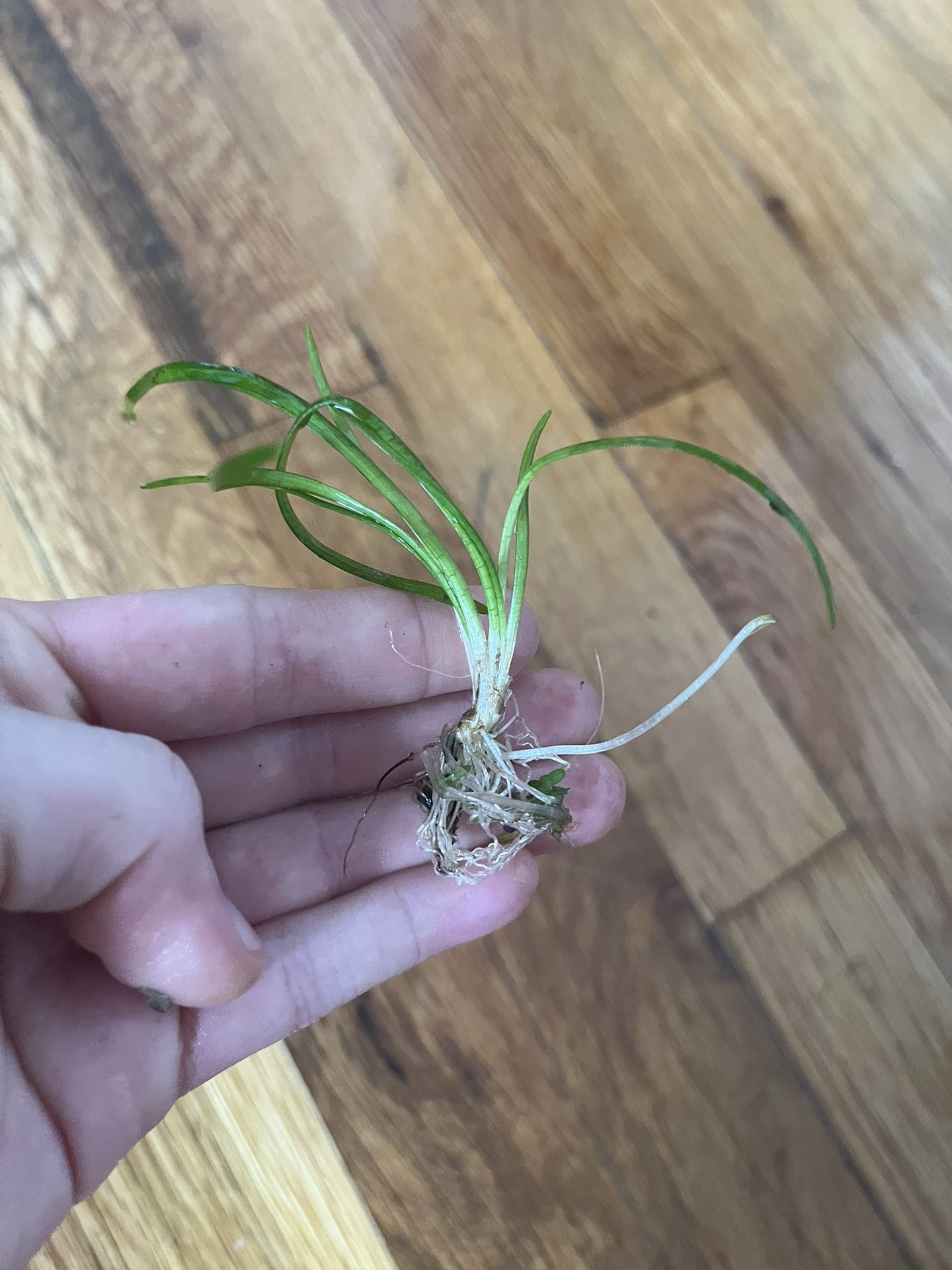 Dwarf Sagittaria Aquatic Plant (5)