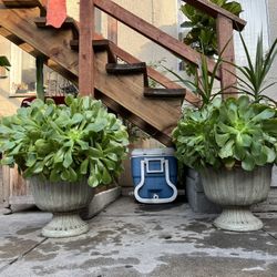 Beautiful Aeonium Succulent Plant🏜In a 16x12 Pot 🪴